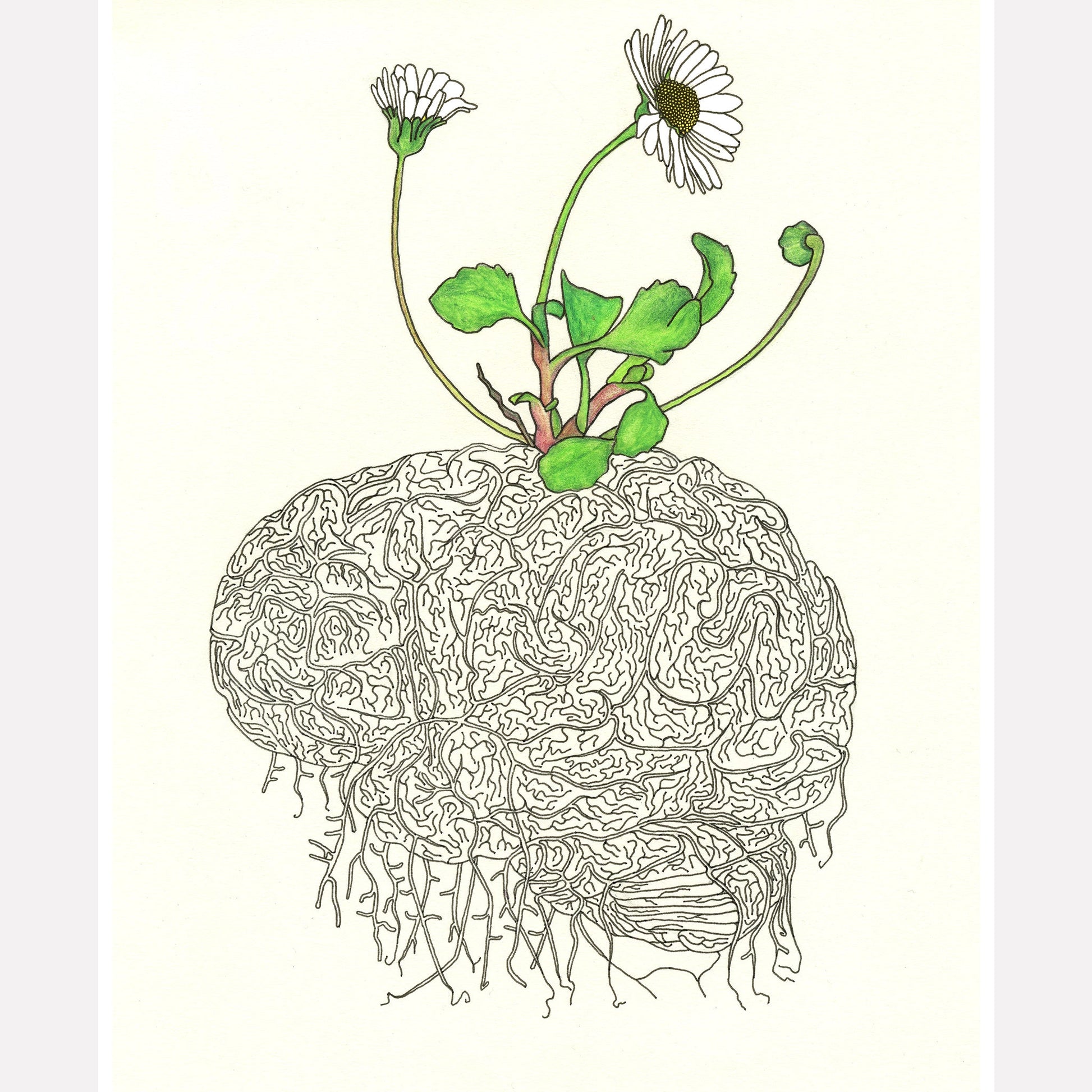 Daisy Brain Art Print - Deb Almond Art